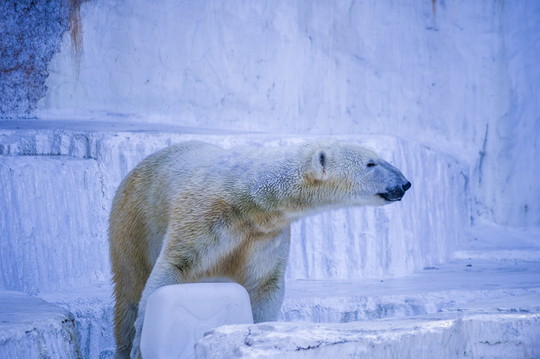 天王寺動物園のホッキョクグマ