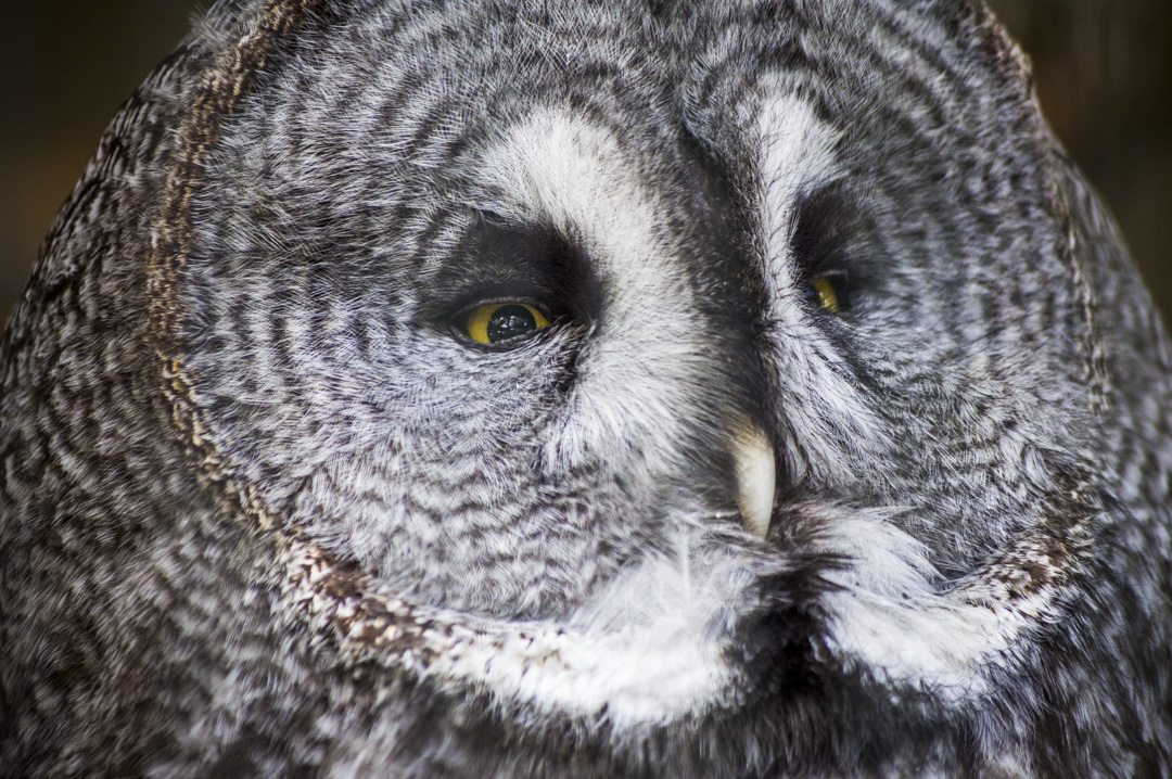 天王寺動物園のカラフトフクロウ