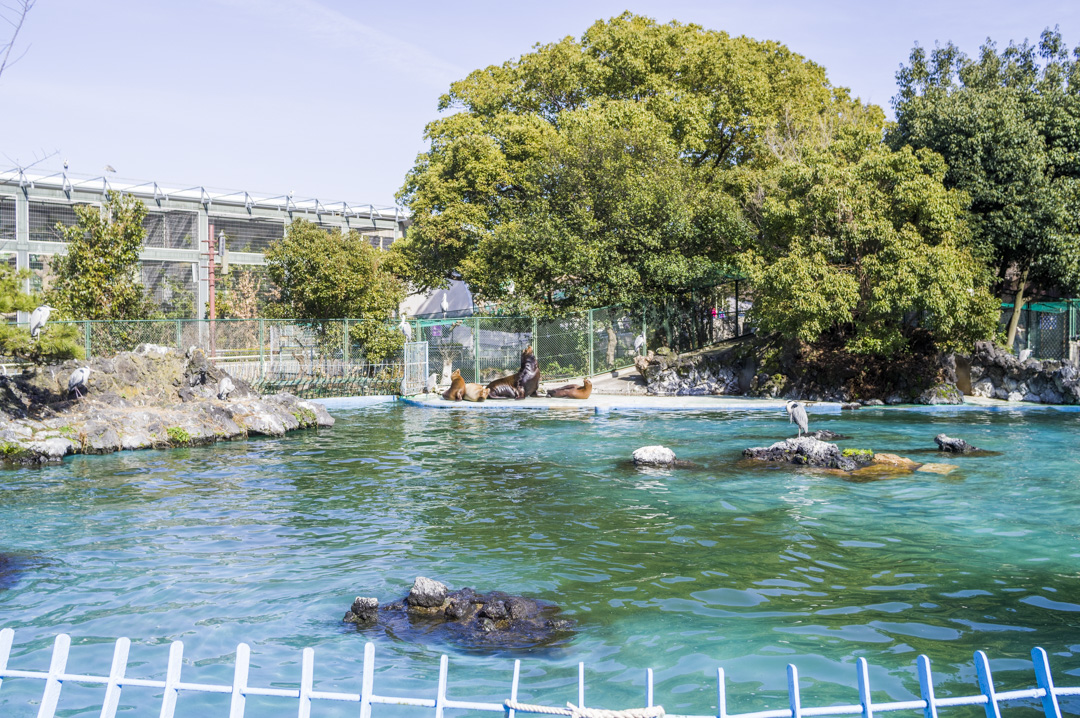 天王寺動物園プールのアシカ