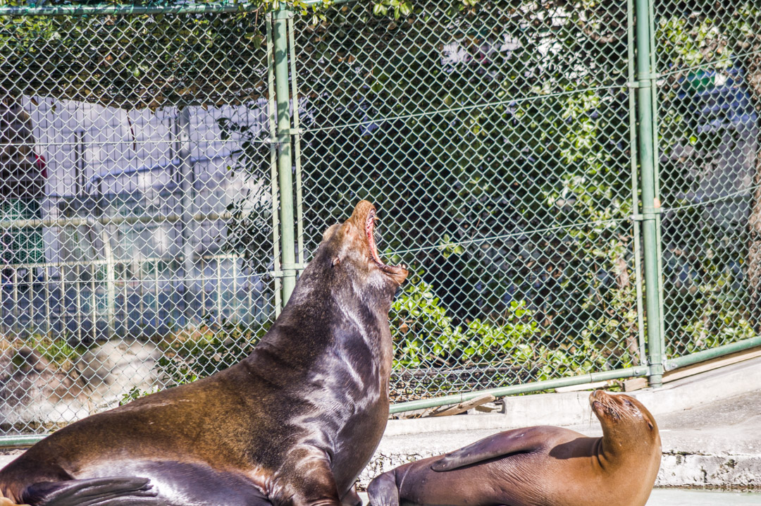 吠えるカリフォルニアアシカ天王寺動物園