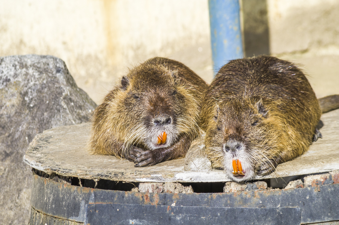 日本では害獣扱いの天王寺動物園のヌートリア