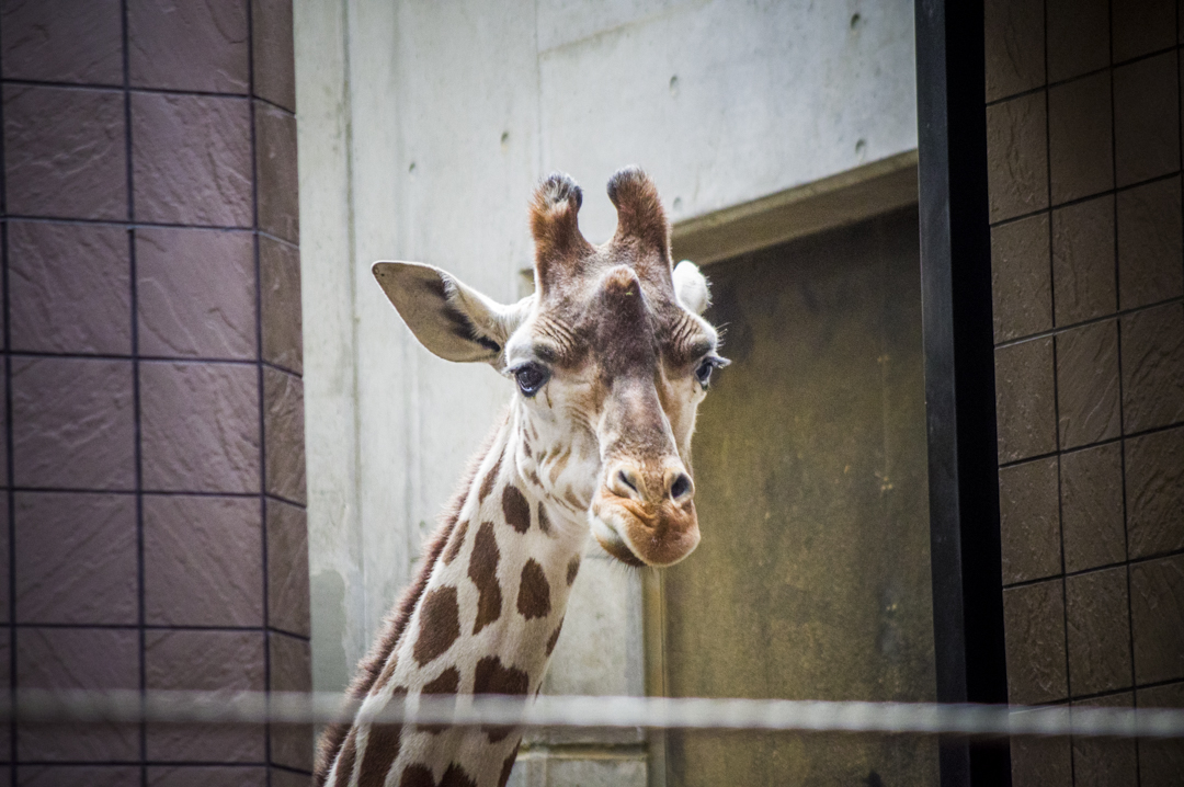 天王寺動物園のキリンのまなざし