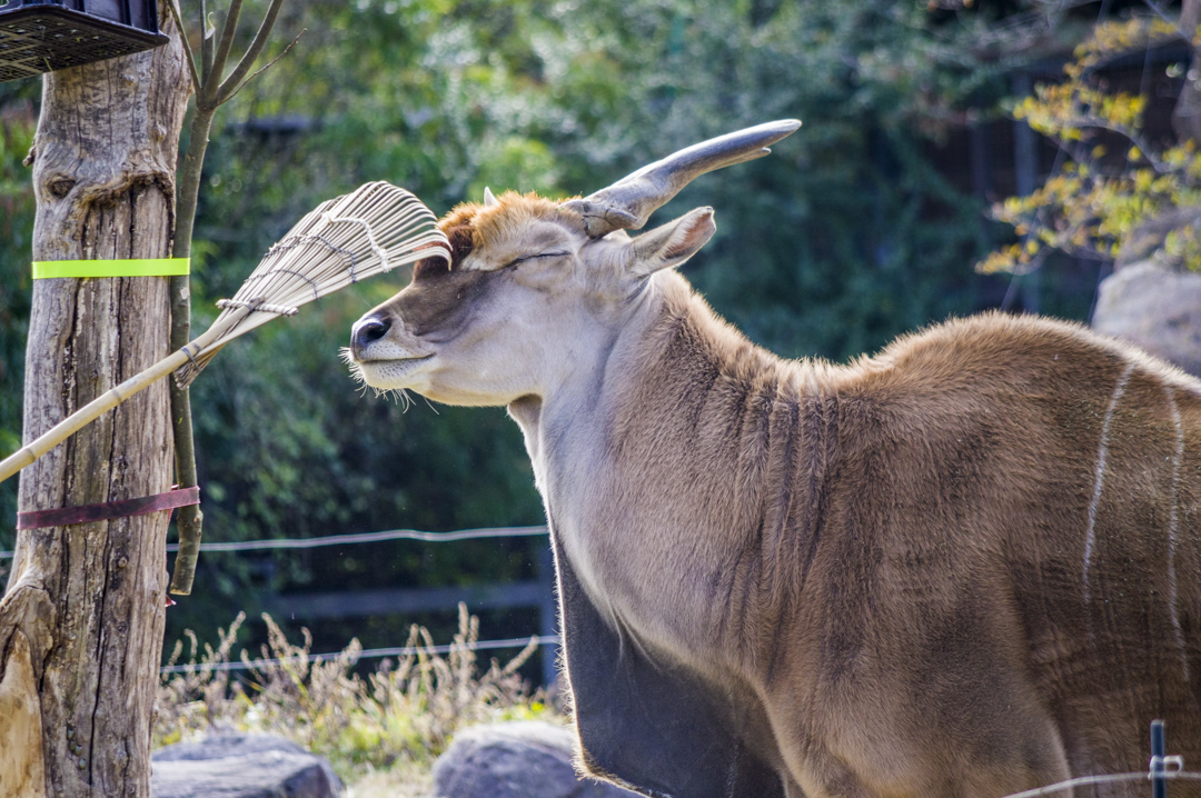 天王寺動物園のエランド