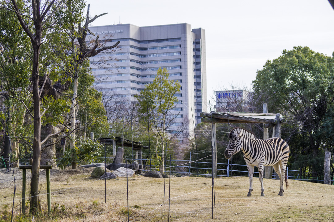 天王寺動物園のグラントシマウマ