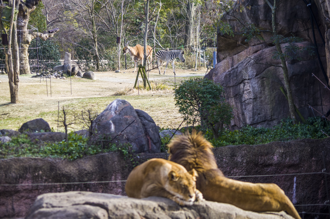 天王寺動物園のライオン