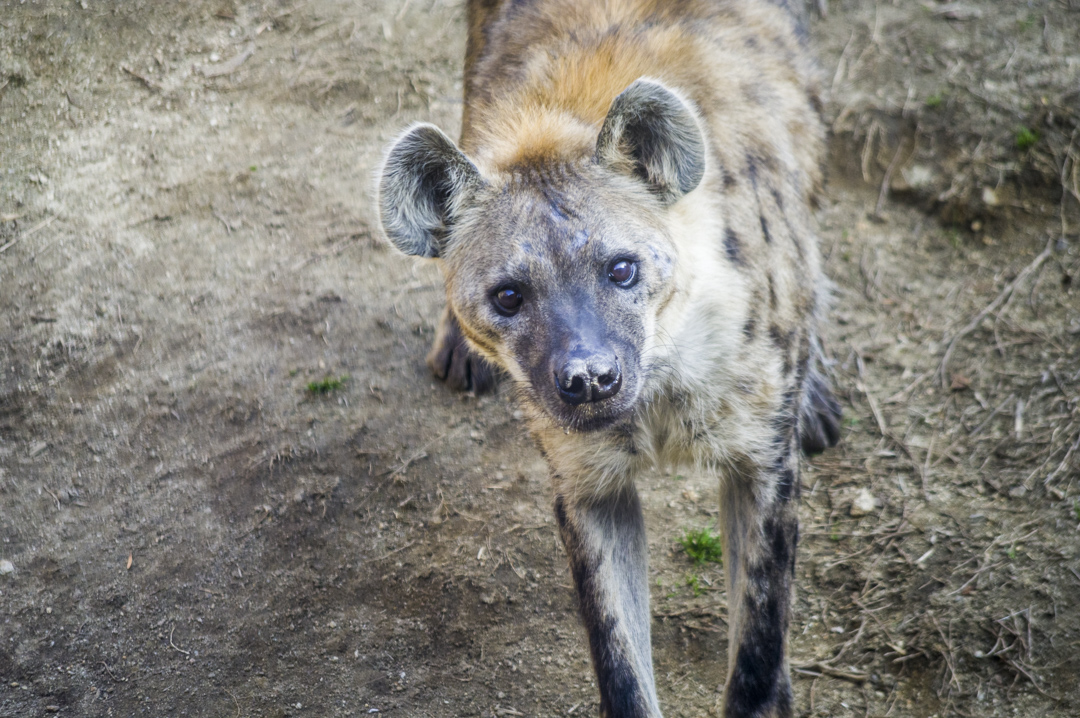 天王寺動物園のブチハイエナがカメラ目線