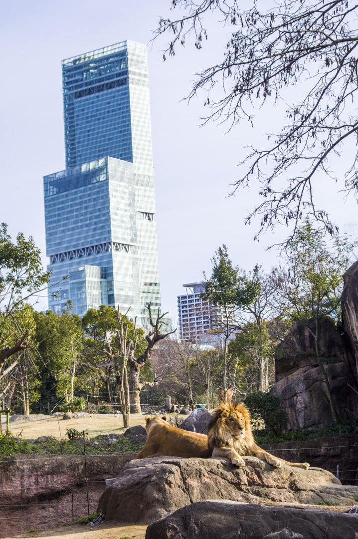 天王寺動物園でライオンとあべのハルカスの夢のコラボ