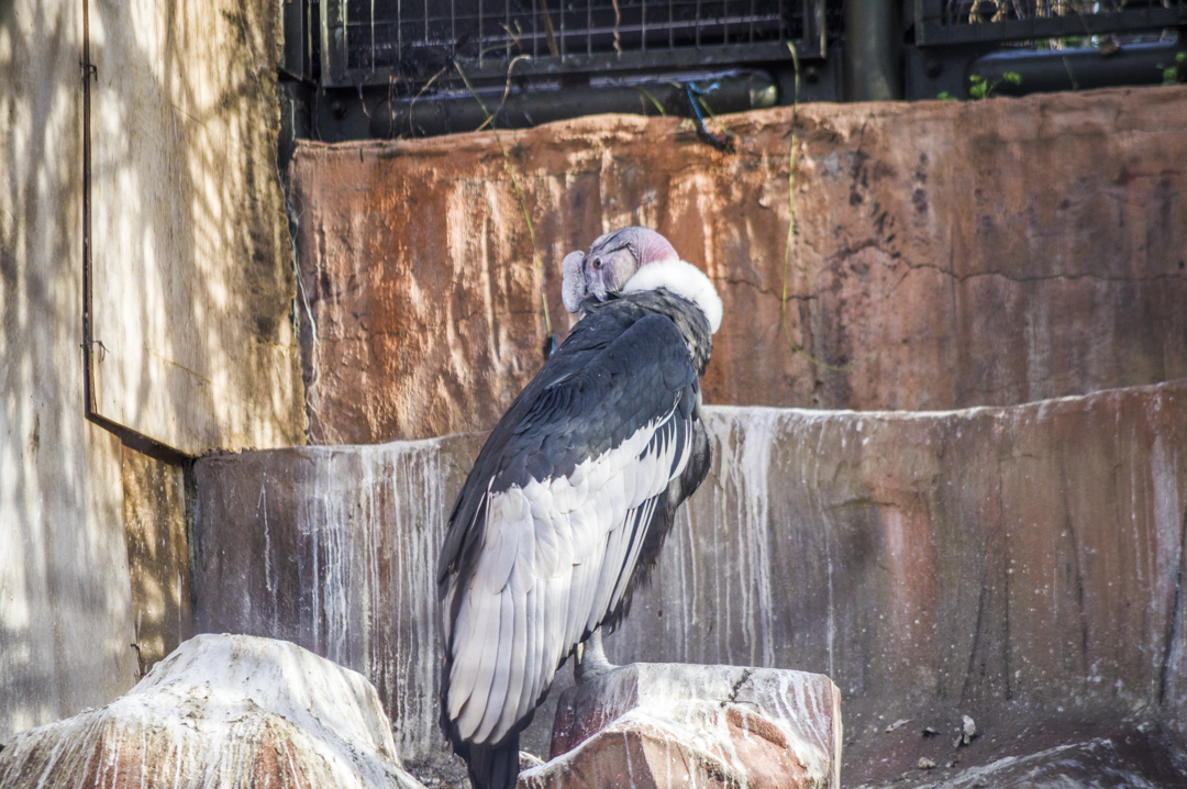 天王寺動物園の猛獣コンドル