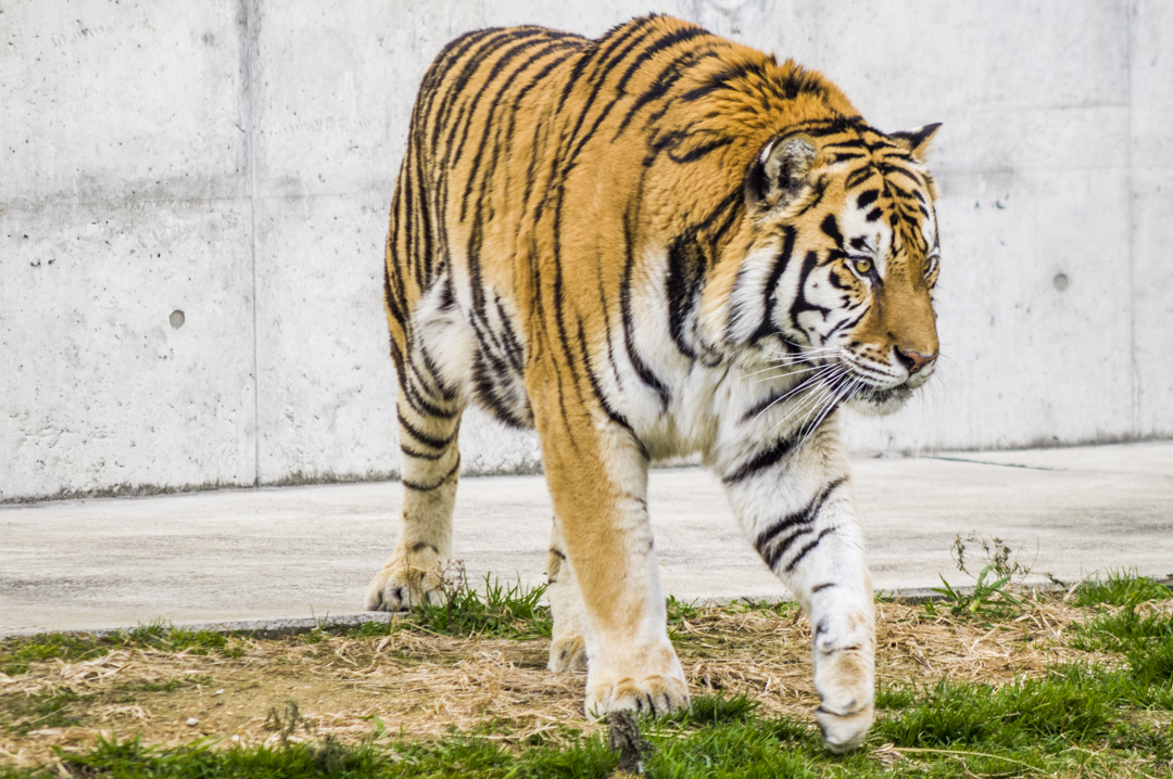 天王寺動物園のアムールトラ