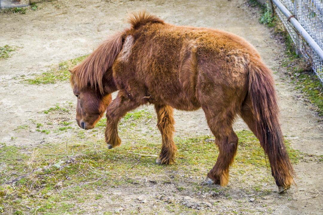 天王寺動物園にいる日本在来馬野間馬