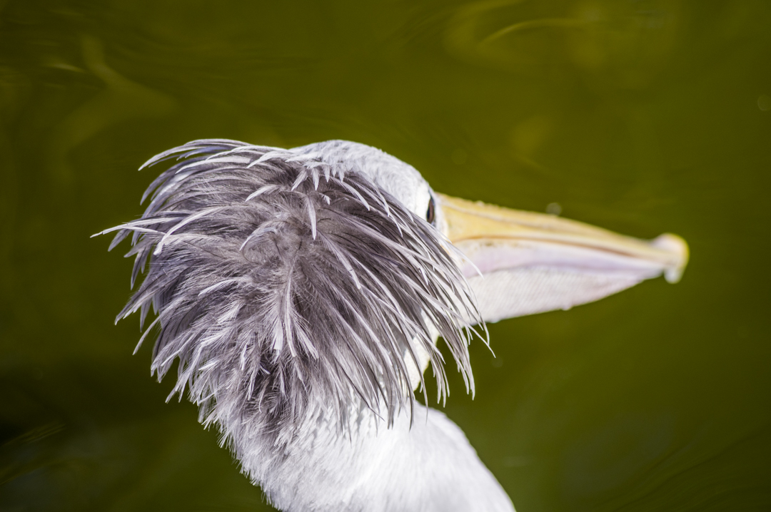 掛川花鳥園』あのハシビロコウさえ動く”日本一の鳥の楽園” - 【写真旅