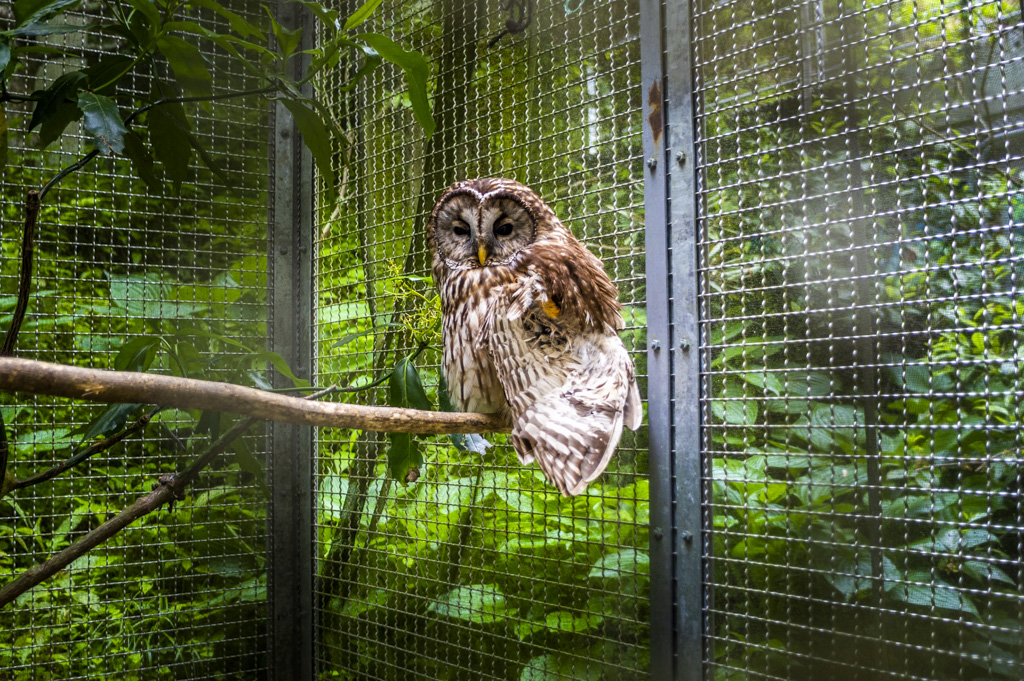 鳳来寺山自然科学博物館のフクロウ