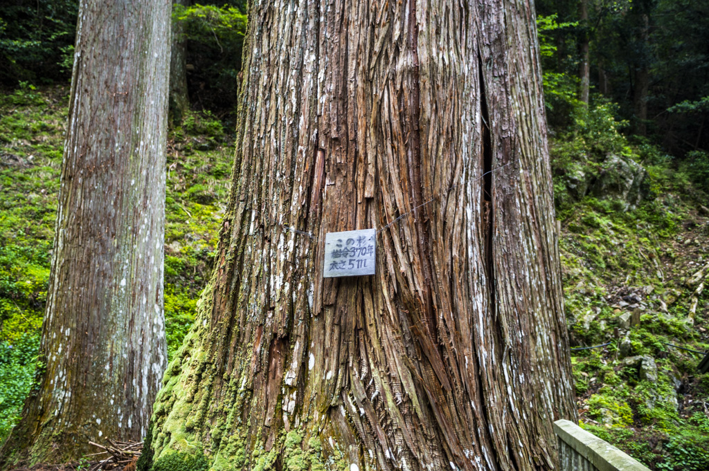 鳳来山東照宮の杉
