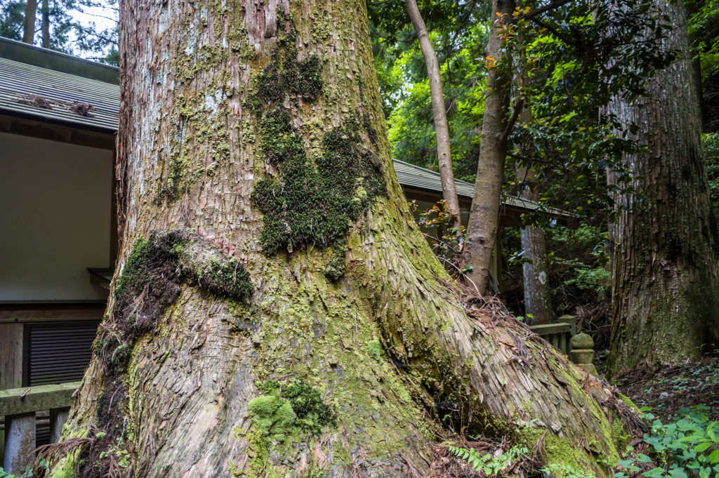 鳳来山東照宮の木