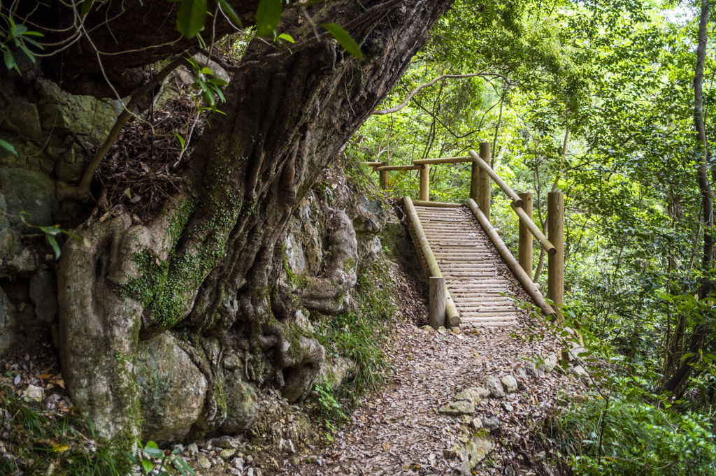 鳳来寺山の自然歩道の階段
