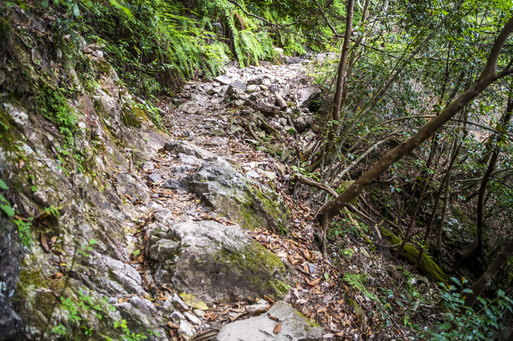 鳳来寺山の自然歩道