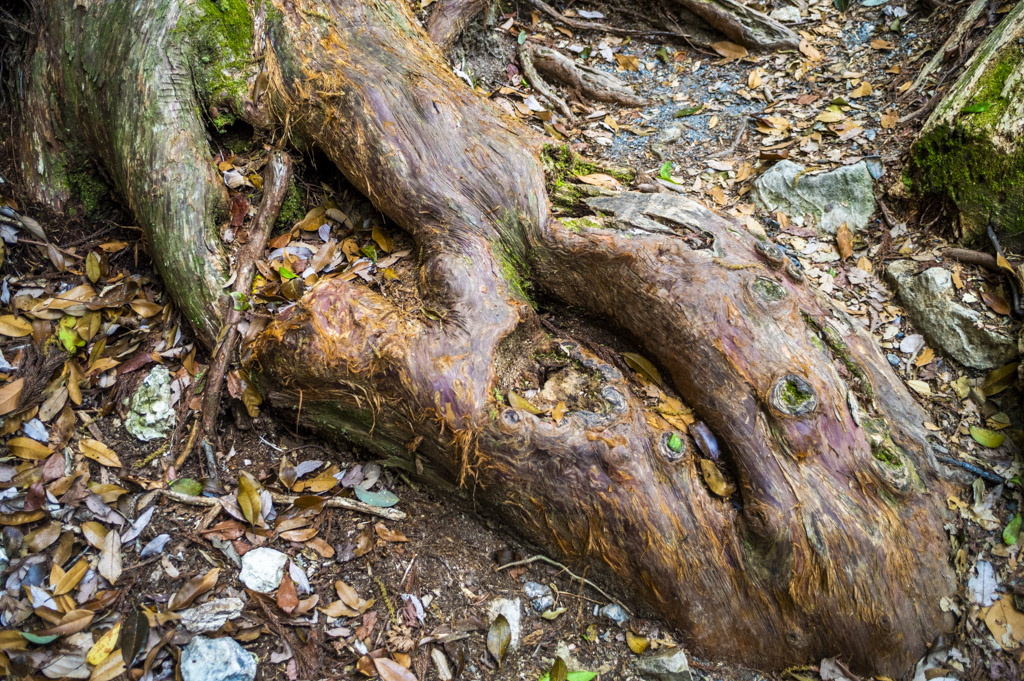 鳳来寺山の木の根っこ