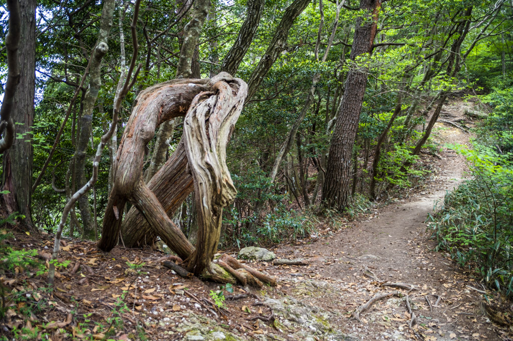 鳳来寺山の森の精