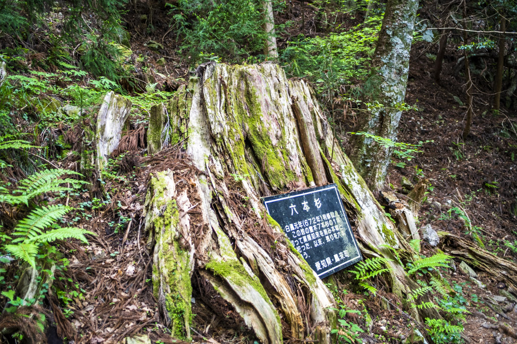 鳳来寺山の六本杉