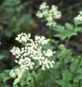 f:id:amanokakeru:20181123074124j:plain