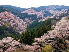 f:id:amanokakeru:20190517000659j:plain f:id:amanokakeru:20190517000659j:plain