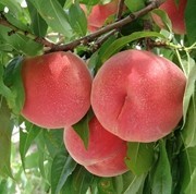 f:id:amanokakeru:20190926000734j:plain