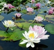f:id:amanokakeru:20191214000126j:plain f:id:amanokakeru:20191214000126j:plain