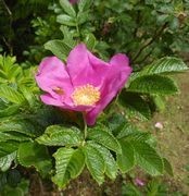 f:id:amanokakeru:20200527064853j:plain f:id:amanokakeru:20200527064853j:plain