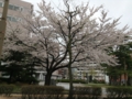 f:id:amanokotone:20150411170539j:image:medium:left