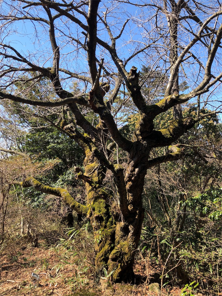 f:id:amanokotone:20190311142644j:image