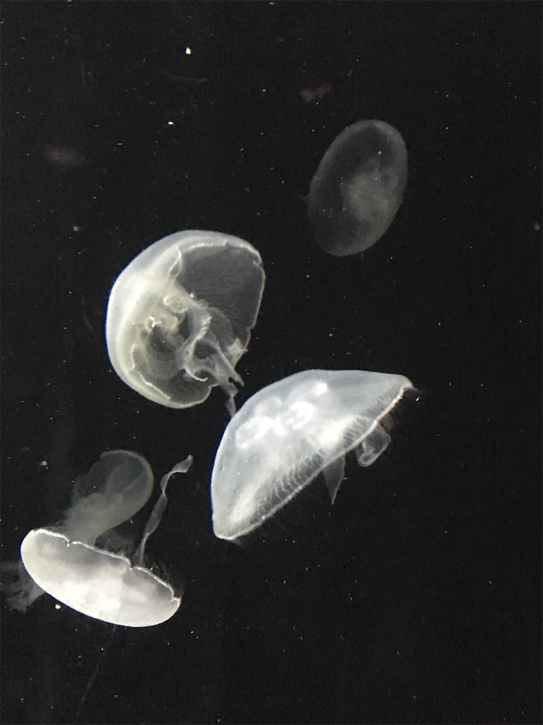 f:id:amanokotone:20190322222938j:image f:id:amanokotone:20190322222938j:image