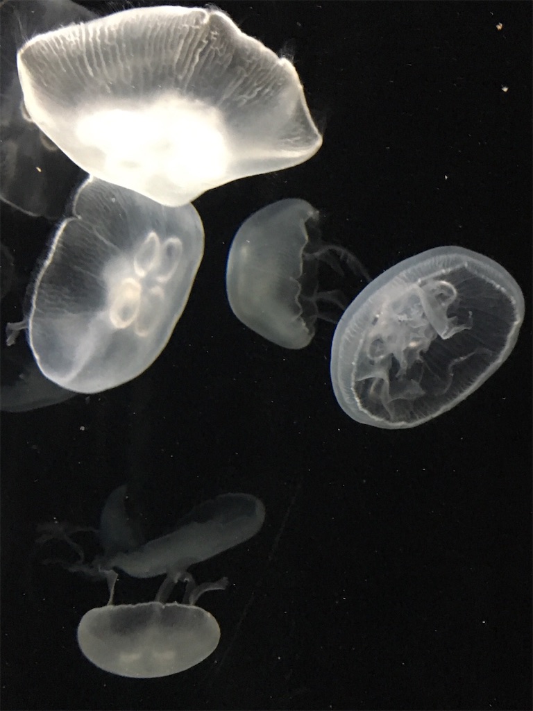 f:id:amanokotone:20190322222942j:image f:id:amanokotone:20190322222942j:image