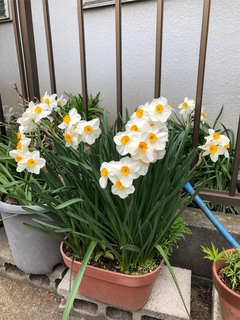 f:id:amanokotone:20190419144026j:image