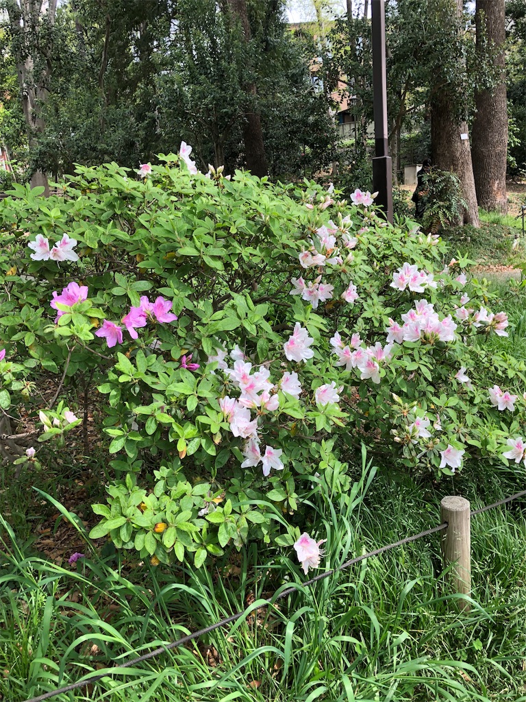 f:id:amanokotone:20190421233238j:image