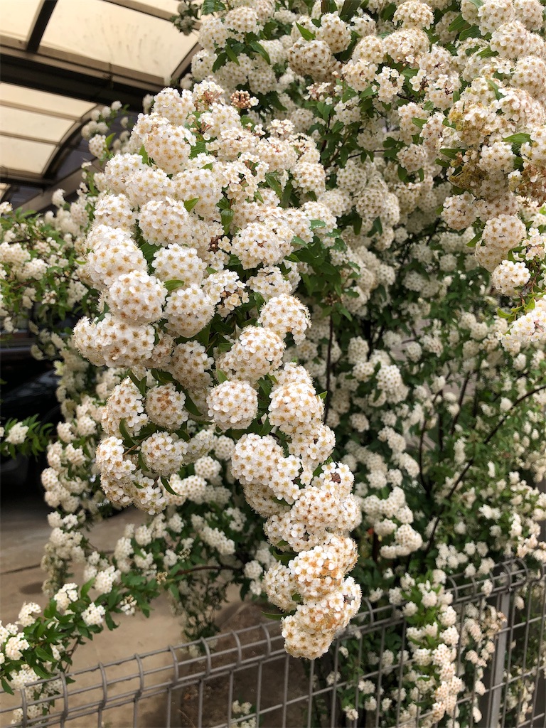f:id:amanokotone:20190430130425j:image f:id:amanokotone:20190430130425j:image