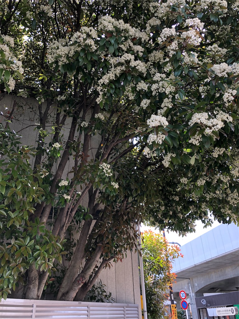 f:id:amanokotone:20190504115036j:image
