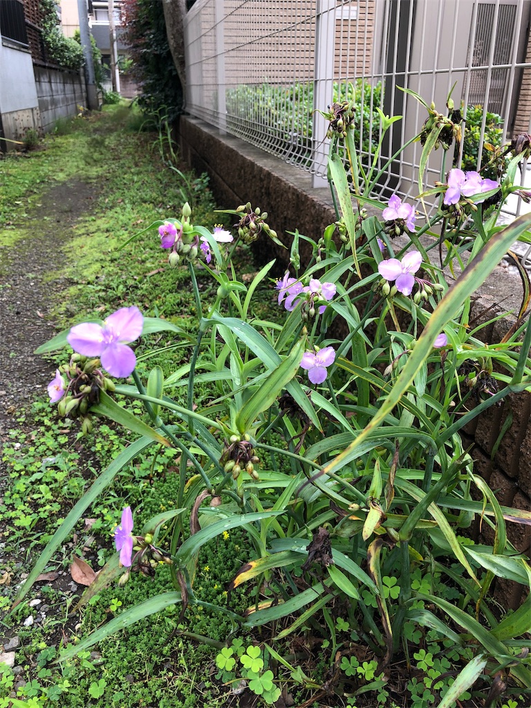 f:id:amanokotone:20190715020731j:image