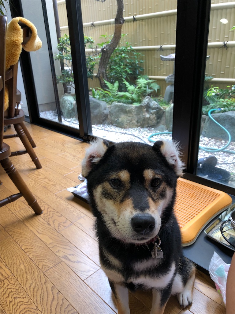 f:id:amanokotone:20190727104245j:image