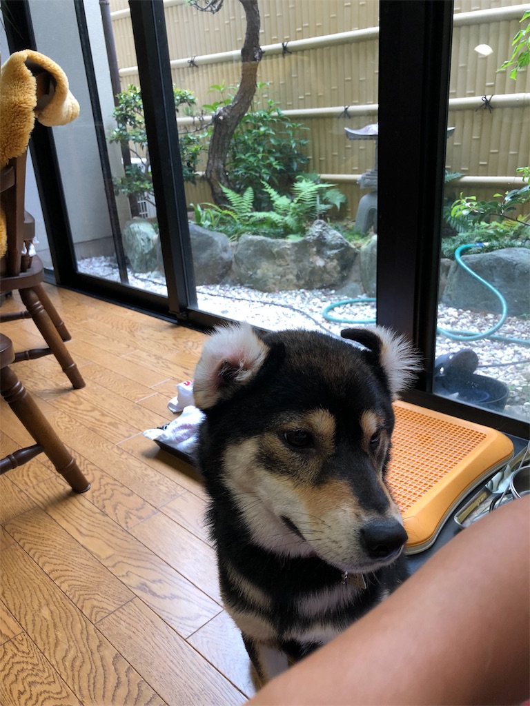 f:id:amanokotone:20190727104338j:image