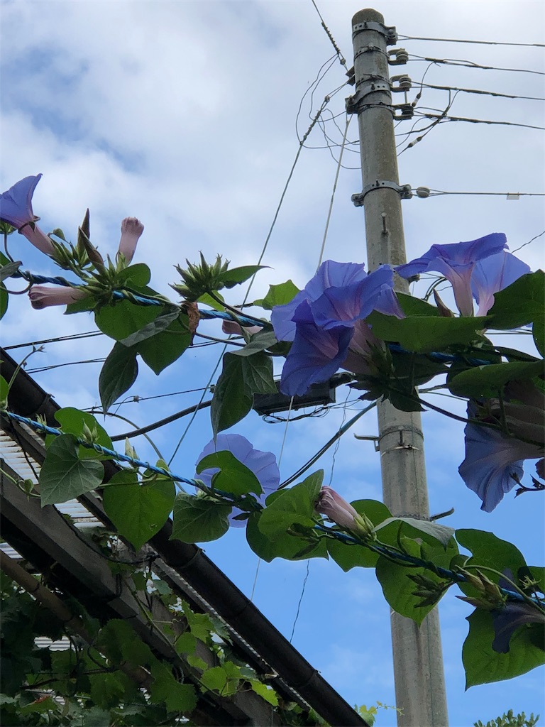 f:id:amanokotone:20190817092624j:image