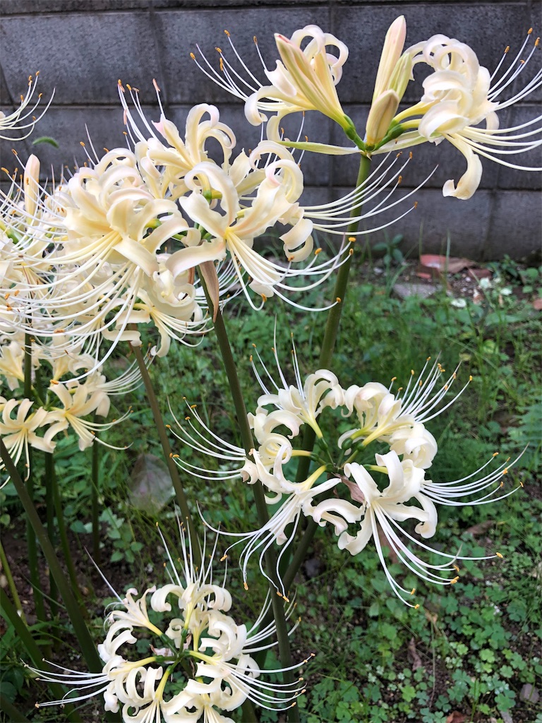 f:id:amanokotone:20190929155109j:image