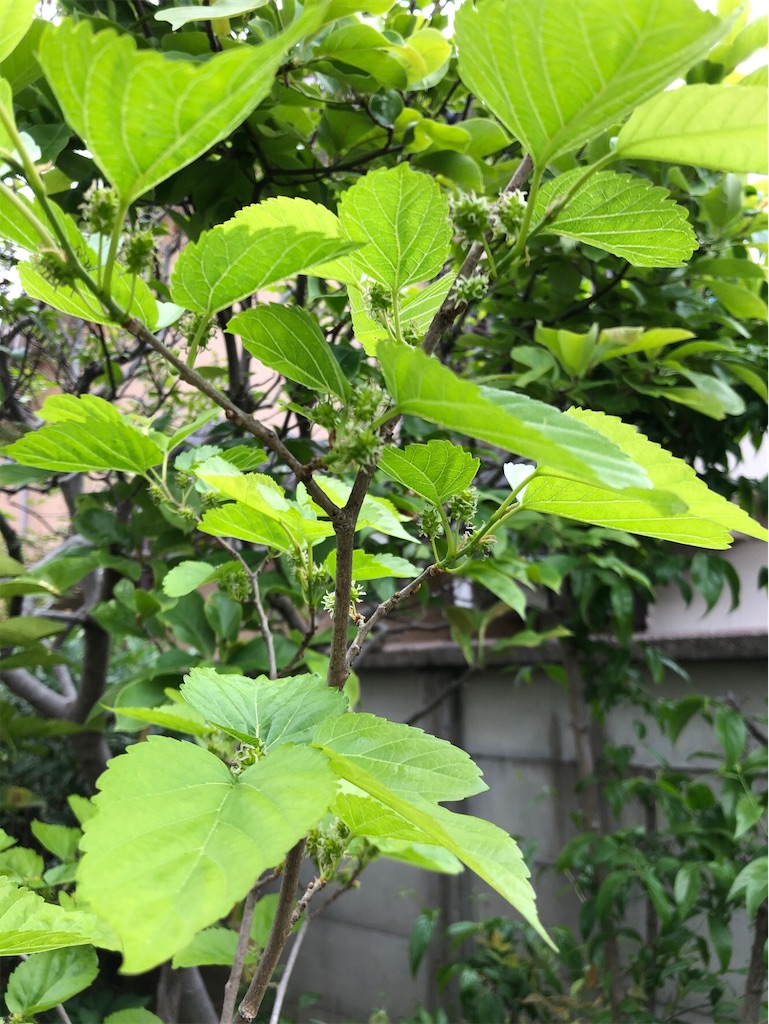 f:id:amanokotone:20200503212942j:image