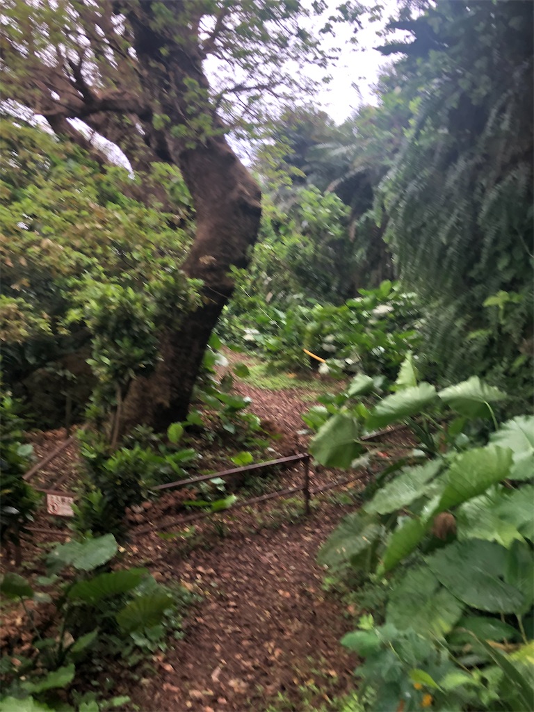 f:id:amanokotone:20200708165309j:image