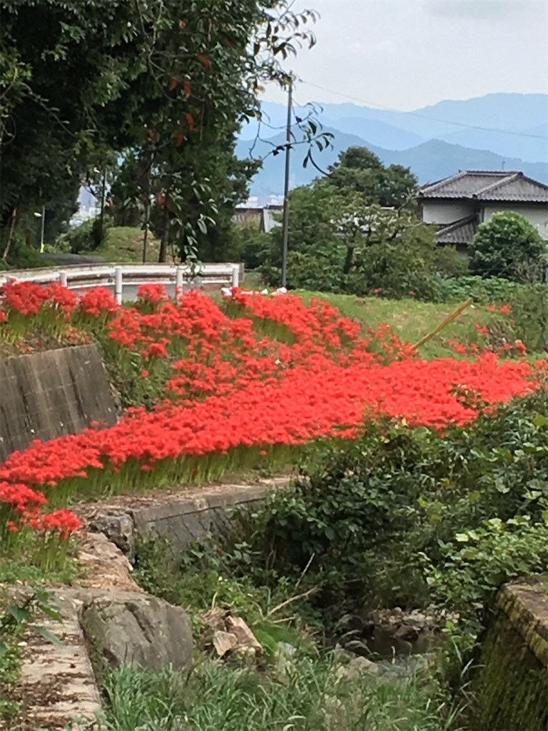 f:id:amanokotone:20200904183523j:image
