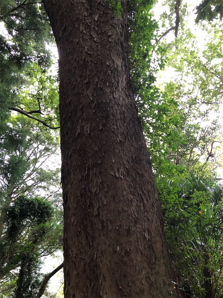 f:id:amanokotone:20201007231245j:image f:id:amanokotone:20201007231245j:image