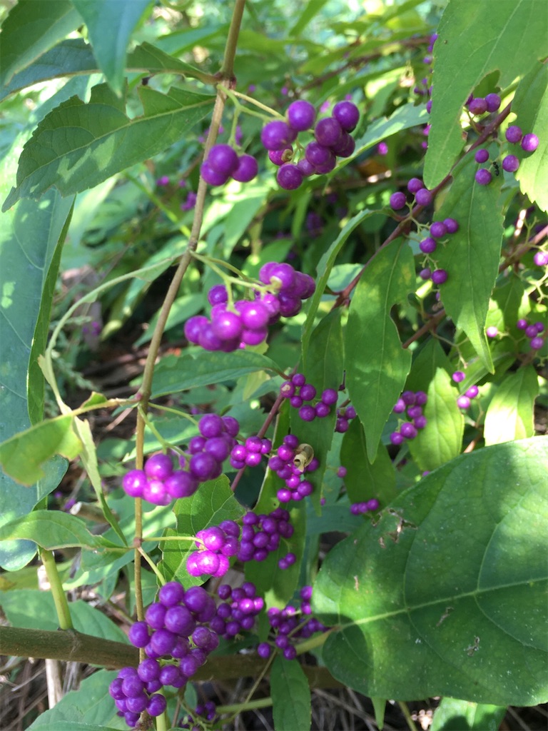 f:id:amanokotone:20201010061115j:image f:id:amanokotone:20201010061115j:image