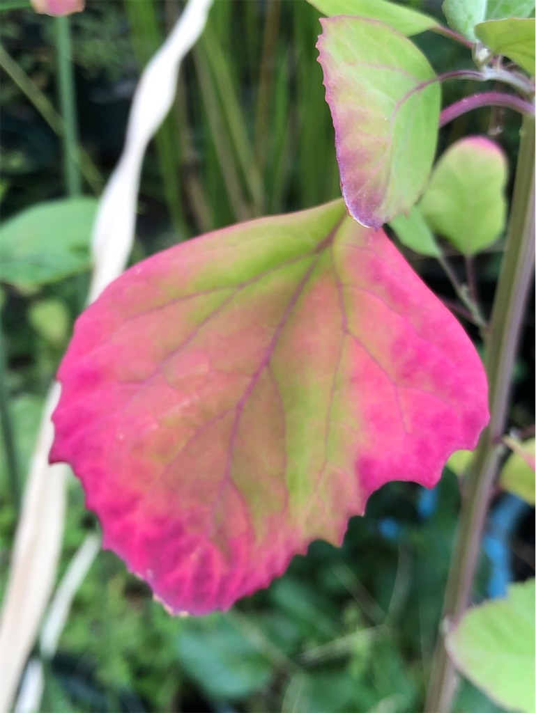f:id:amanokotone:20201017100954j:image