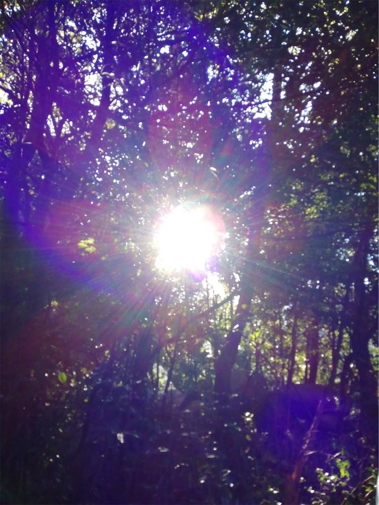 f:id:amanokotone:20201205150449j:image