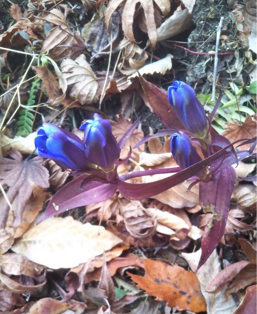 f:id:amanokotone:20201213092257j:image f:id:amanokotone:20201213092257j:image