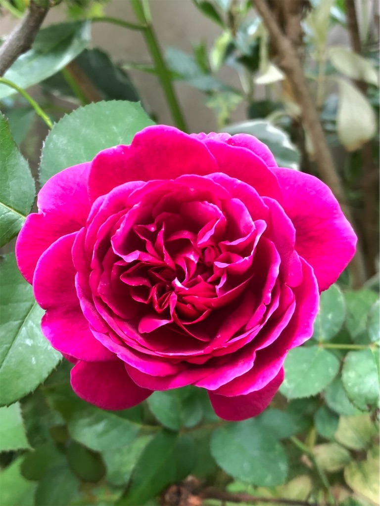 f:id:amanokotone:20210512094501j:image